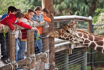 Zoo25-1